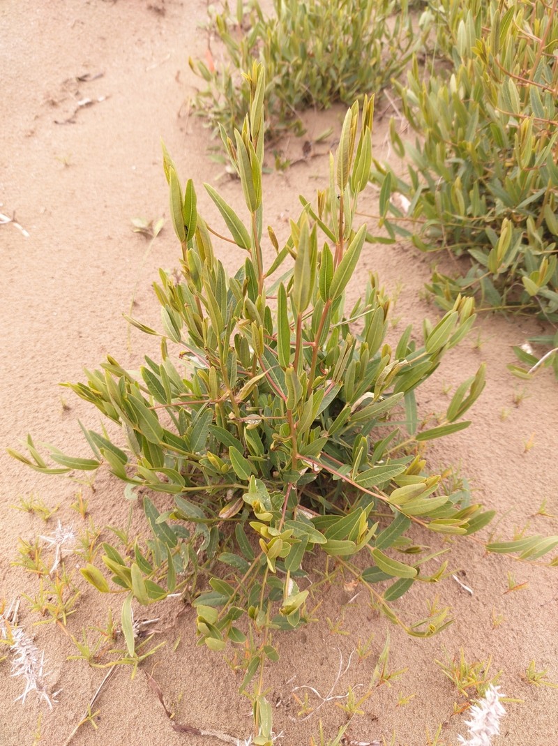 Apocynum venetum subsp. venetum photo 4