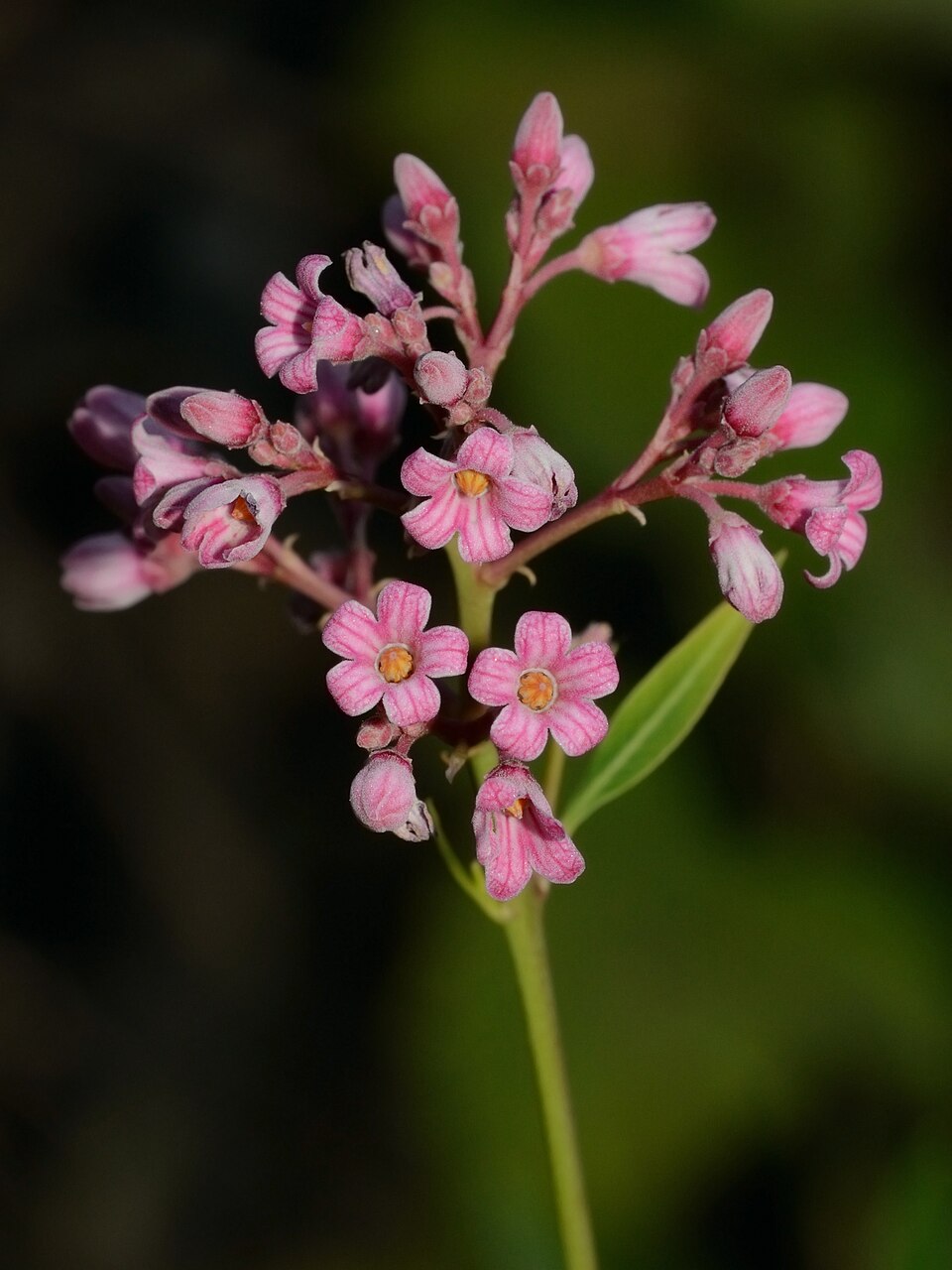 Apocynum floribundum photo 3