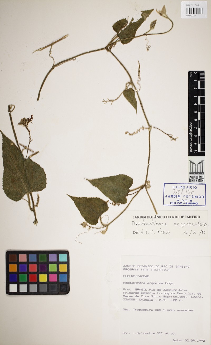 Apodanthera argentea