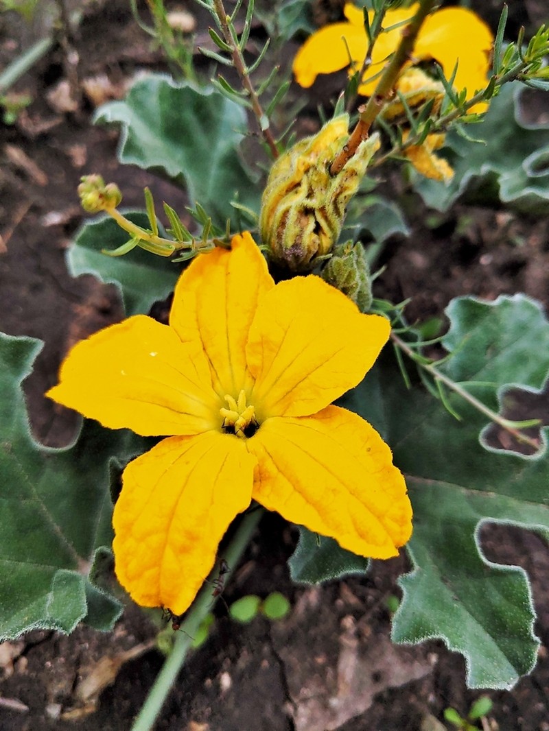 Apodanthera aspera