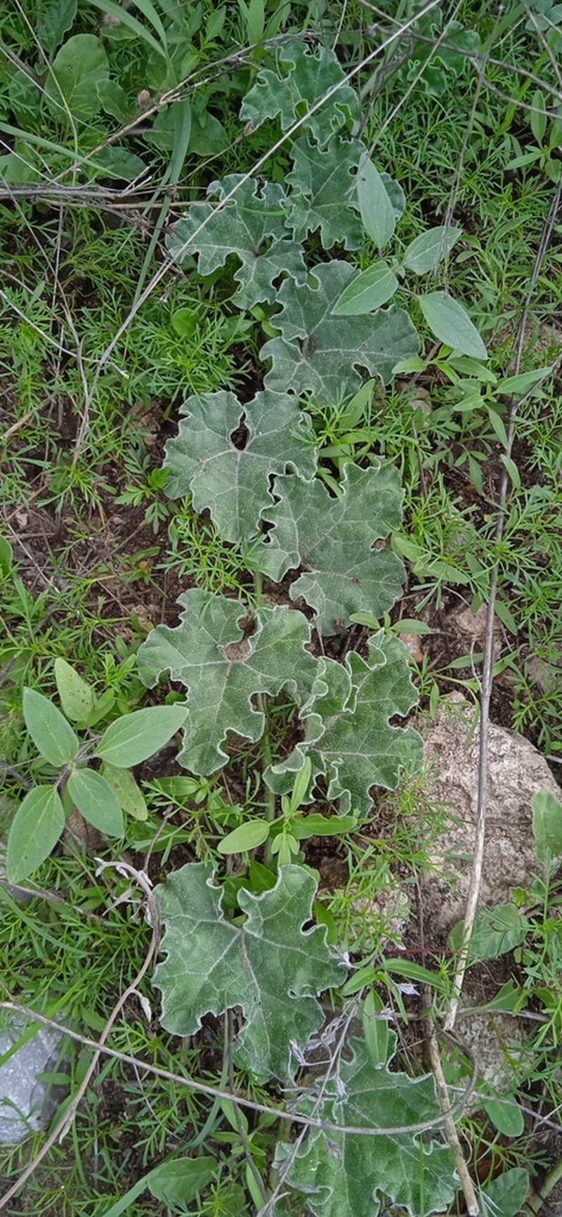 Apodanthera aspera photo 3