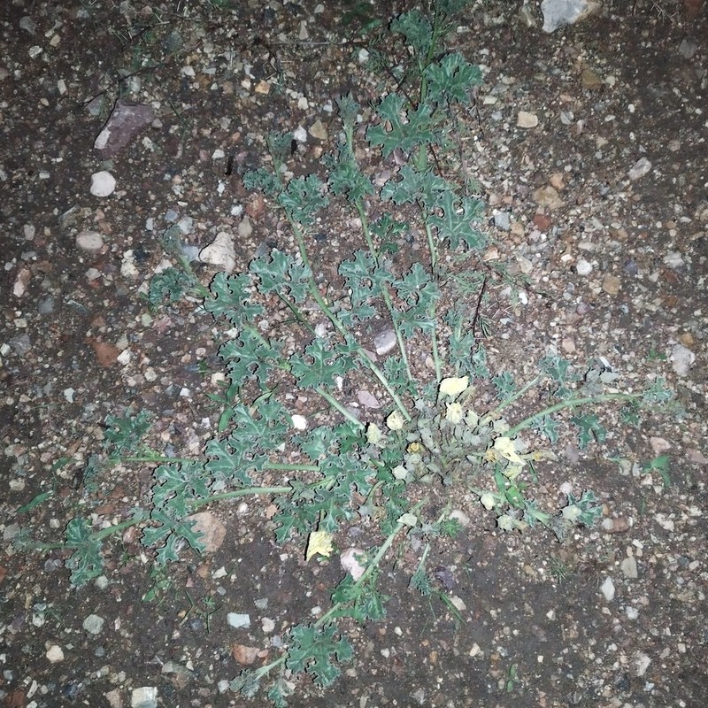 Apodanthera aspera photo 8