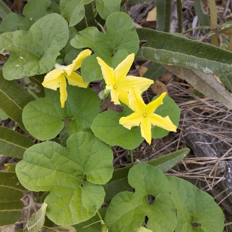 Apodanthera biflora photo 5