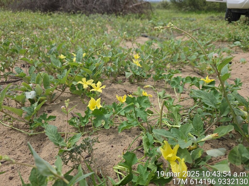Apodanthera biflora photo 6