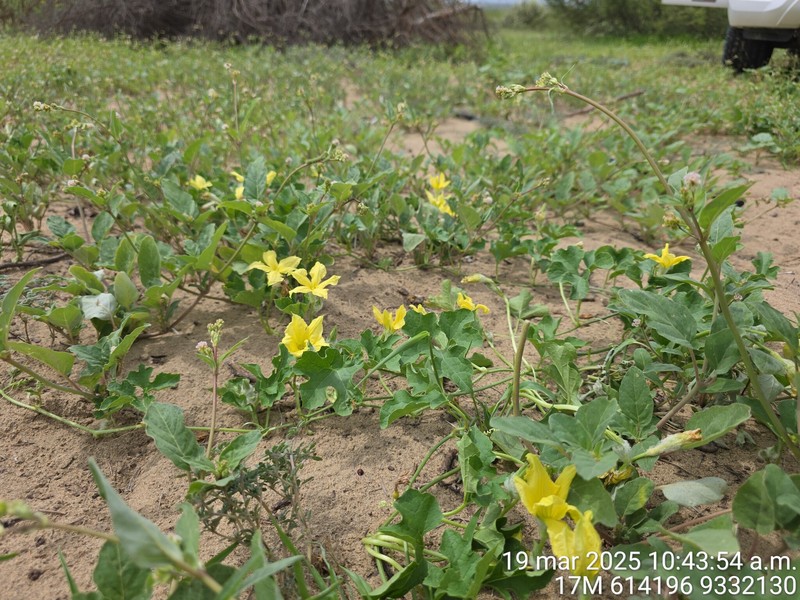 Apodanthera biflora photo 8