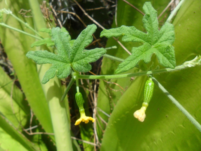 Apodanthera ferreyrana