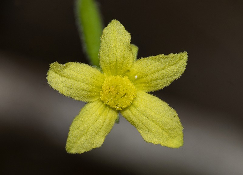 Apodanthera glaziovii