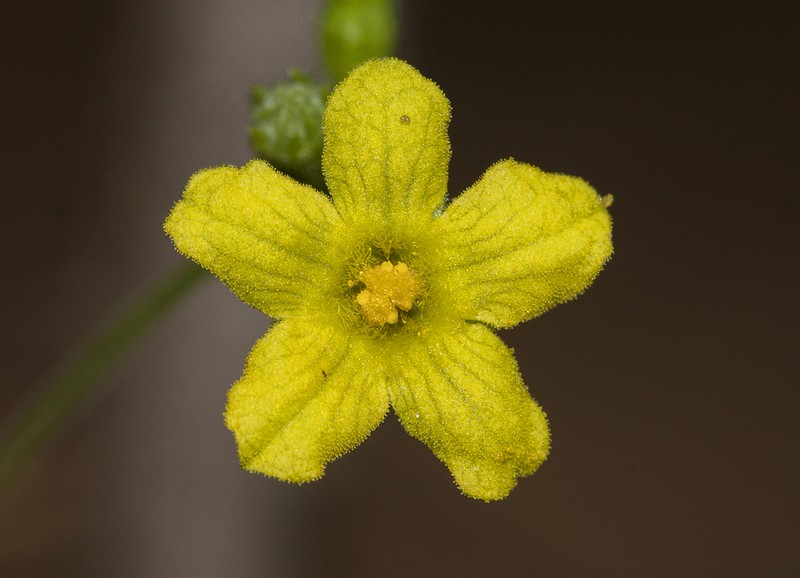 Apodanthera glaziovii photo 2