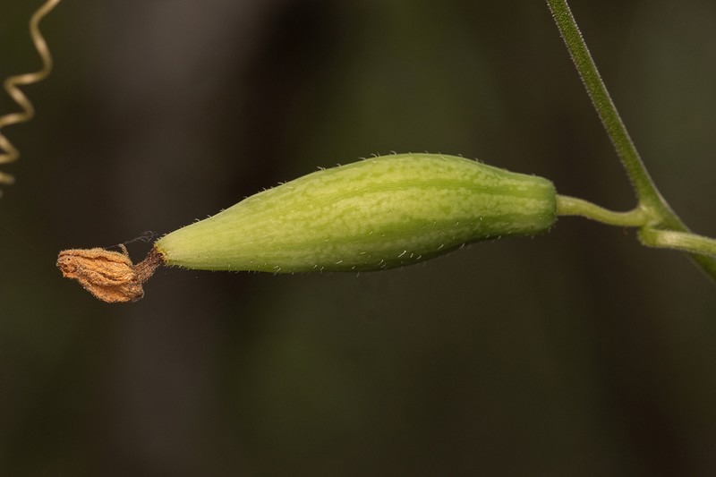 Apodanthera glaziovii photo 3