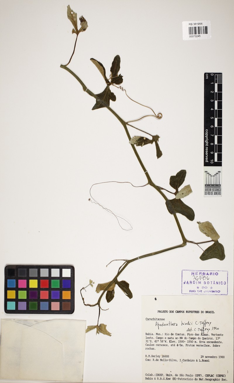 Apodanthera hindii
