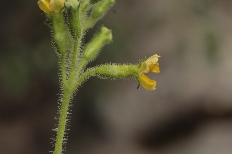 Apodanthera hirtella photo 2