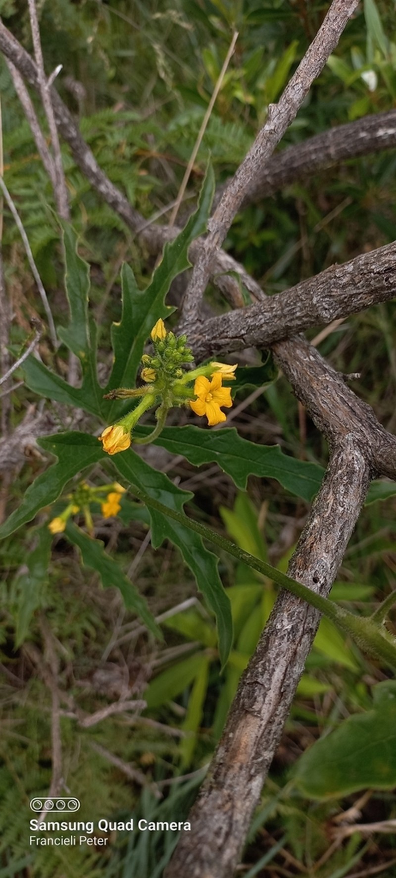 Apodanthera laciniosa