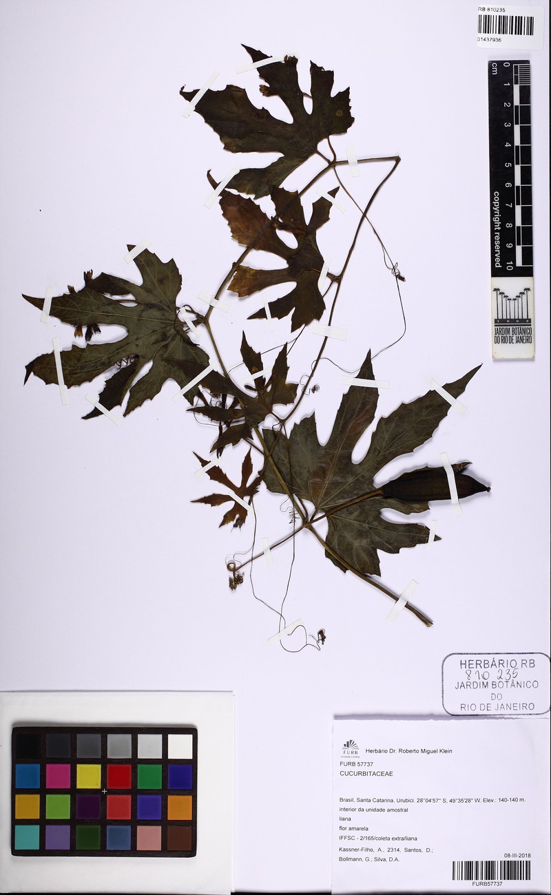 Apodanthera laciniosa photo 2