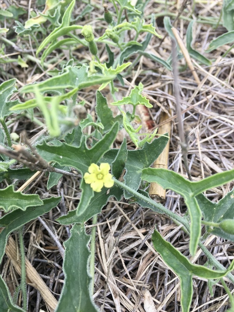 Apodanthera linearis
