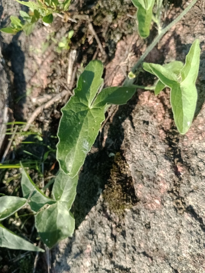Apodanthera linearis photo 2