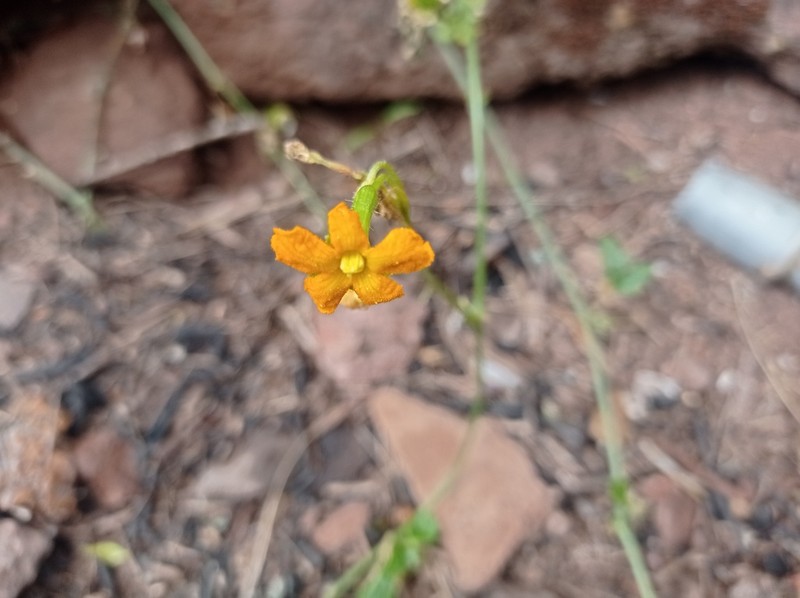 Apodanthera mandonii