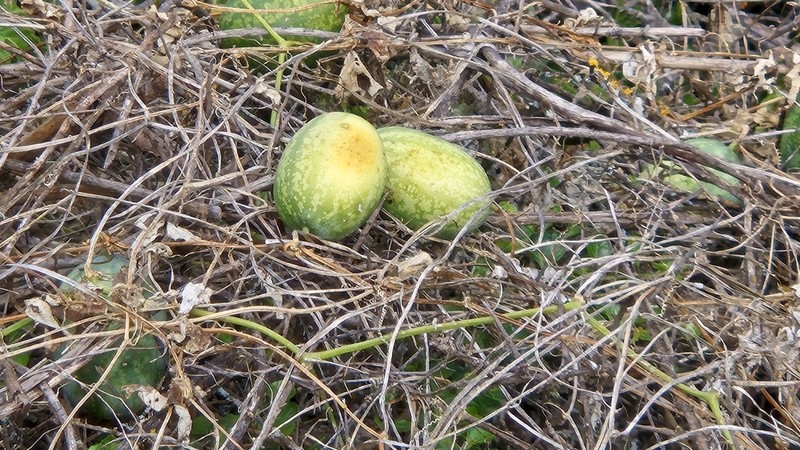 Apodanthera mandonii photo 4