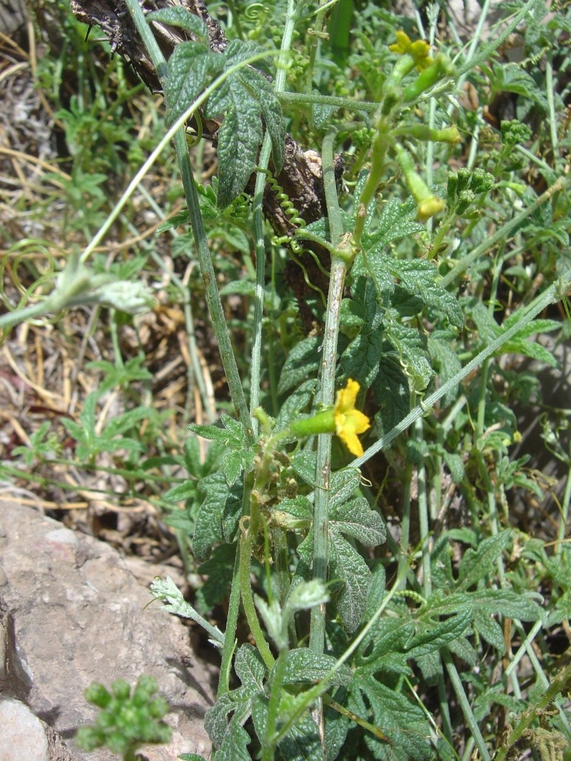 Apodanthera mandonii photo 6