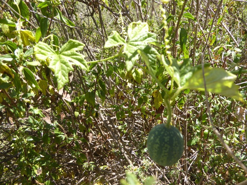Apodanthera mandonii photo 8