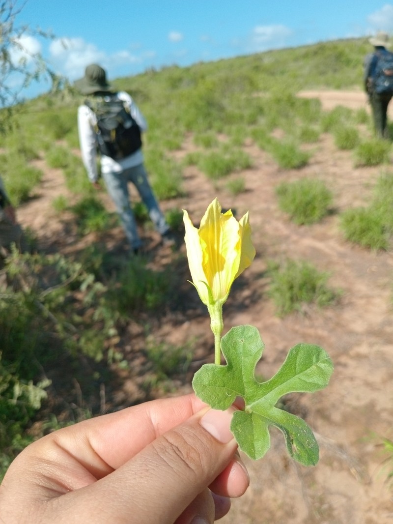 Apodanthera palmeri photo 4