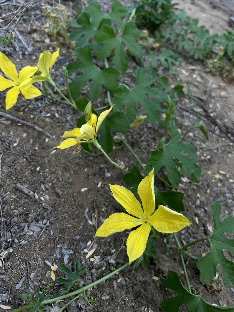 Apodanthera palmeri photo 5