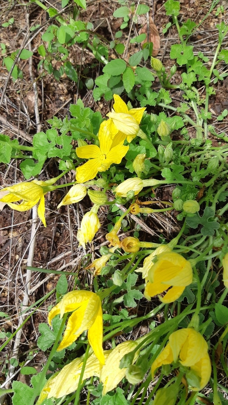 Apodanthera palmeri photo 7