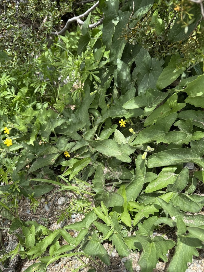 Apodanthera sagittifolia