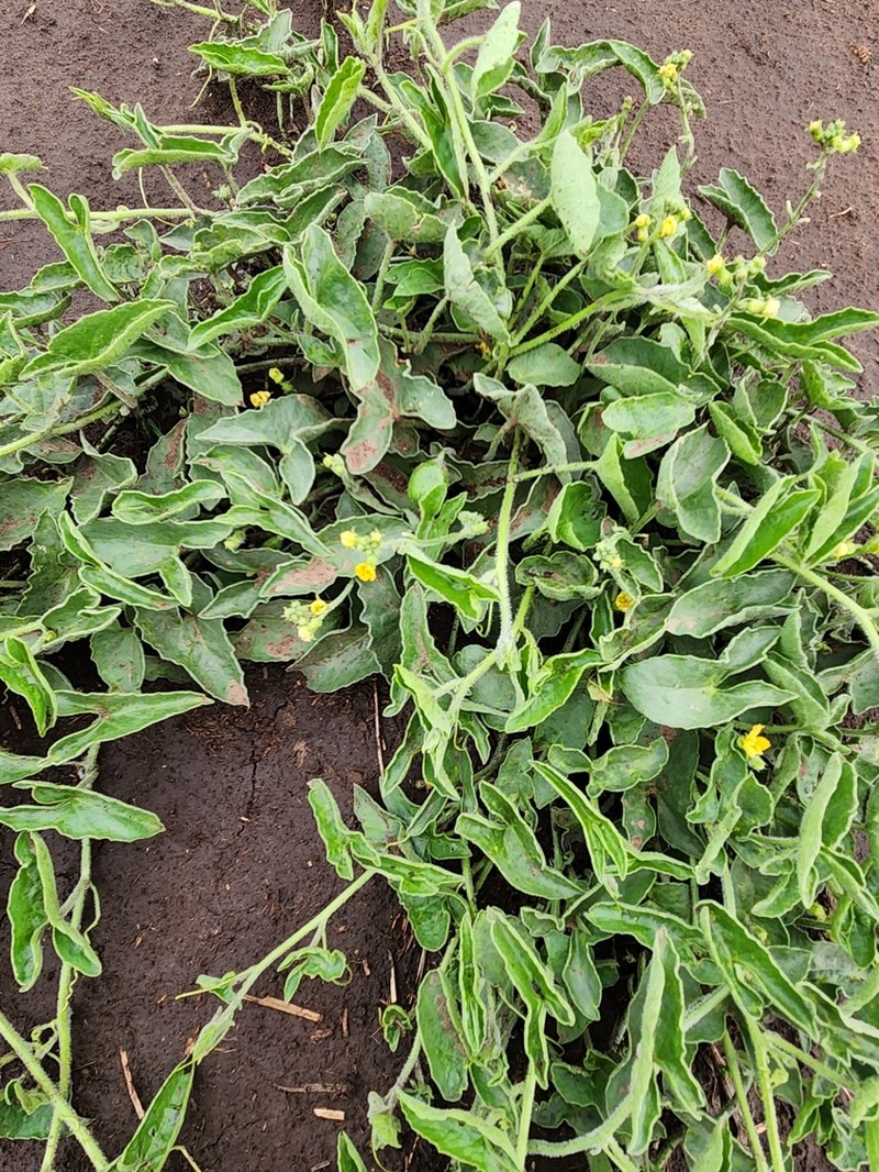 Apodanthera sagittifolia photo 2