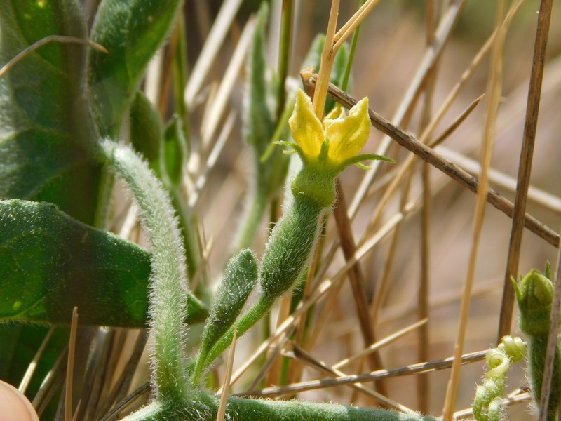 Apodanthera sagittifolia photo 3