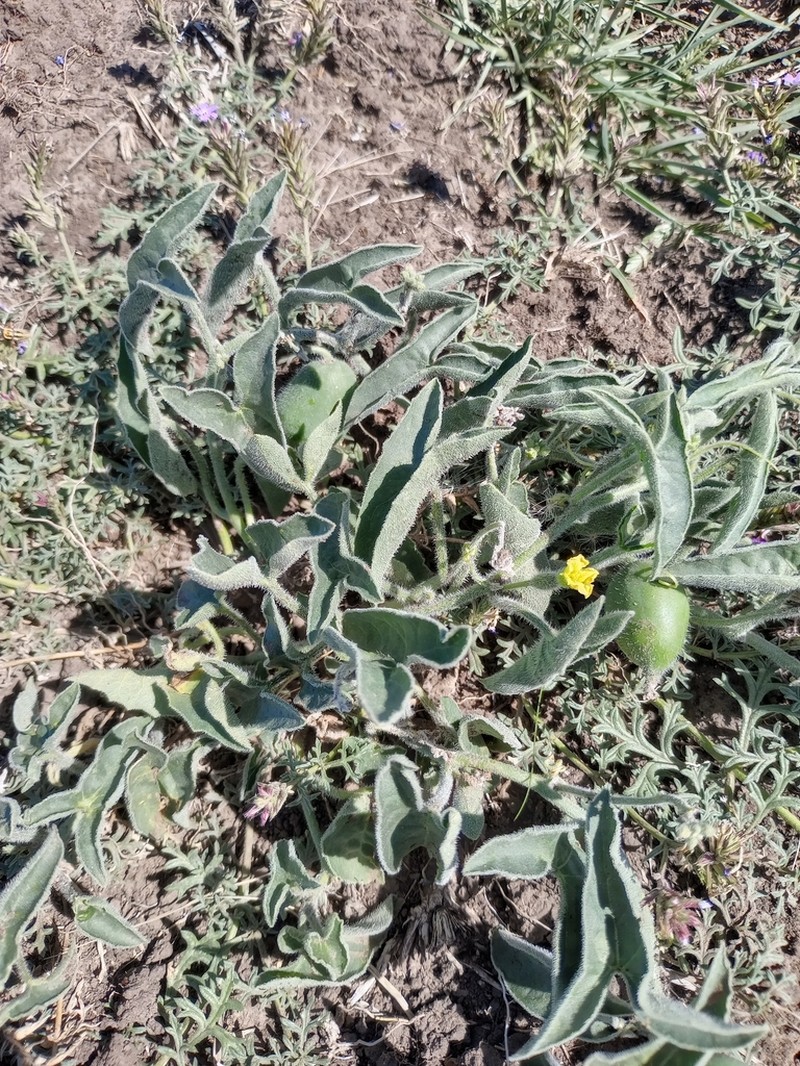 Apodanthera sagittifolia photo 4