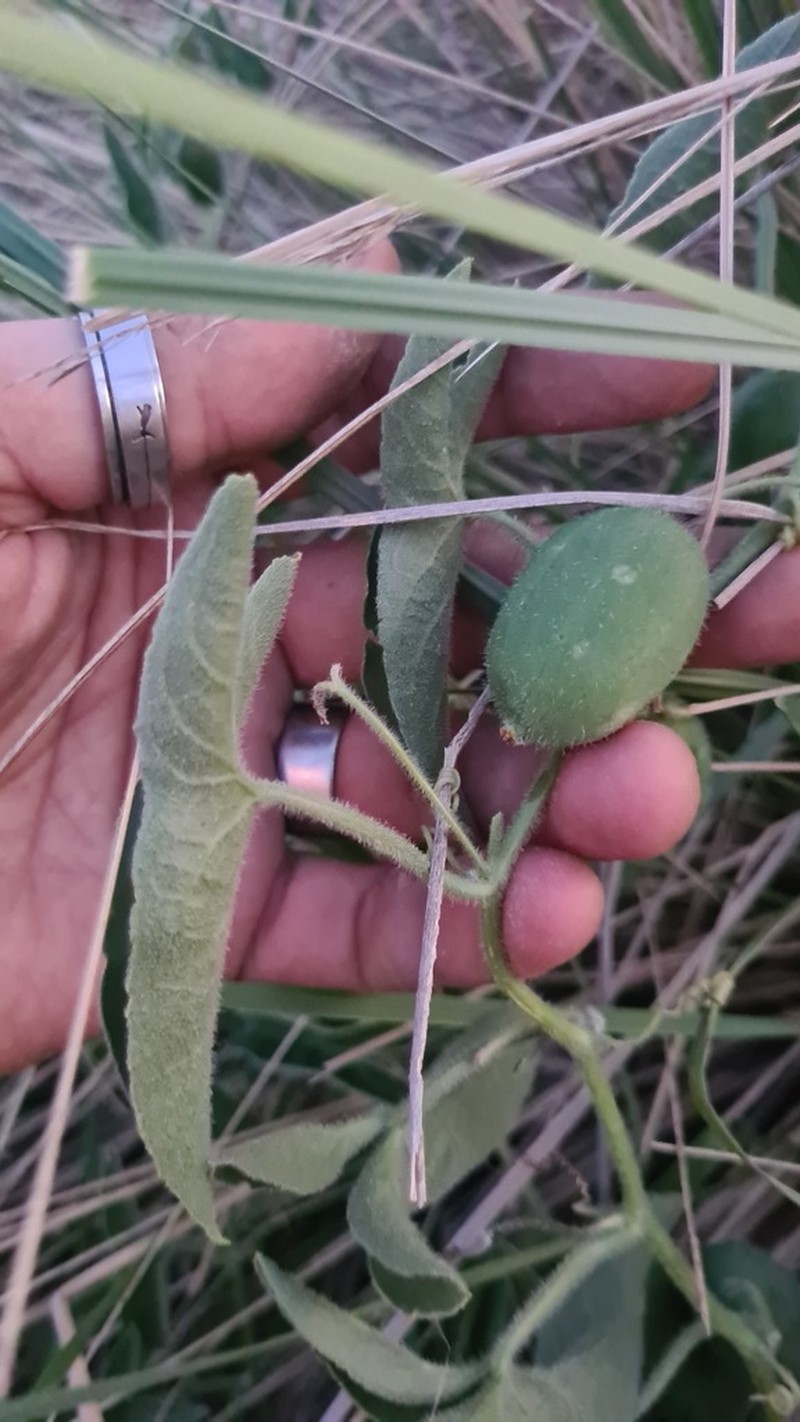 Apodanthera sagittifolia photo 5