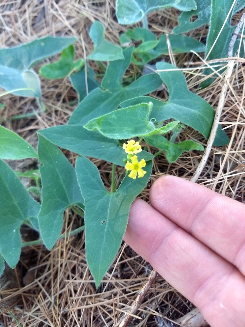 Apodanthera sagittifolia photo 6