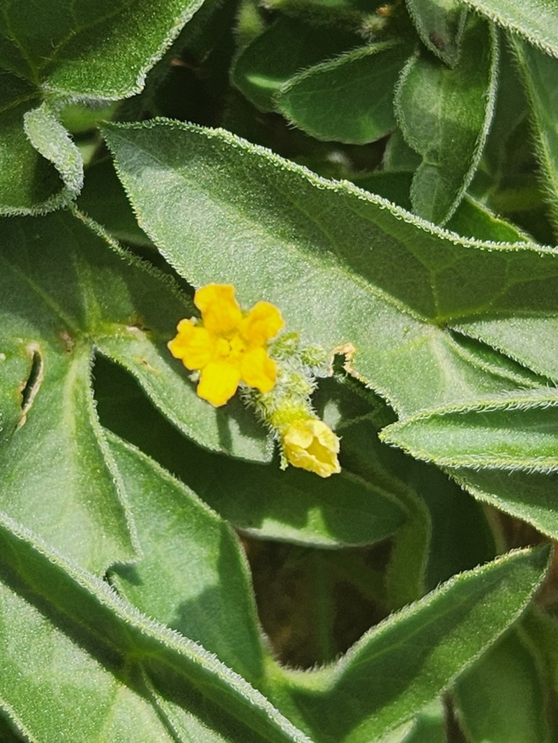 Apodanthera sagittifolia photo 7