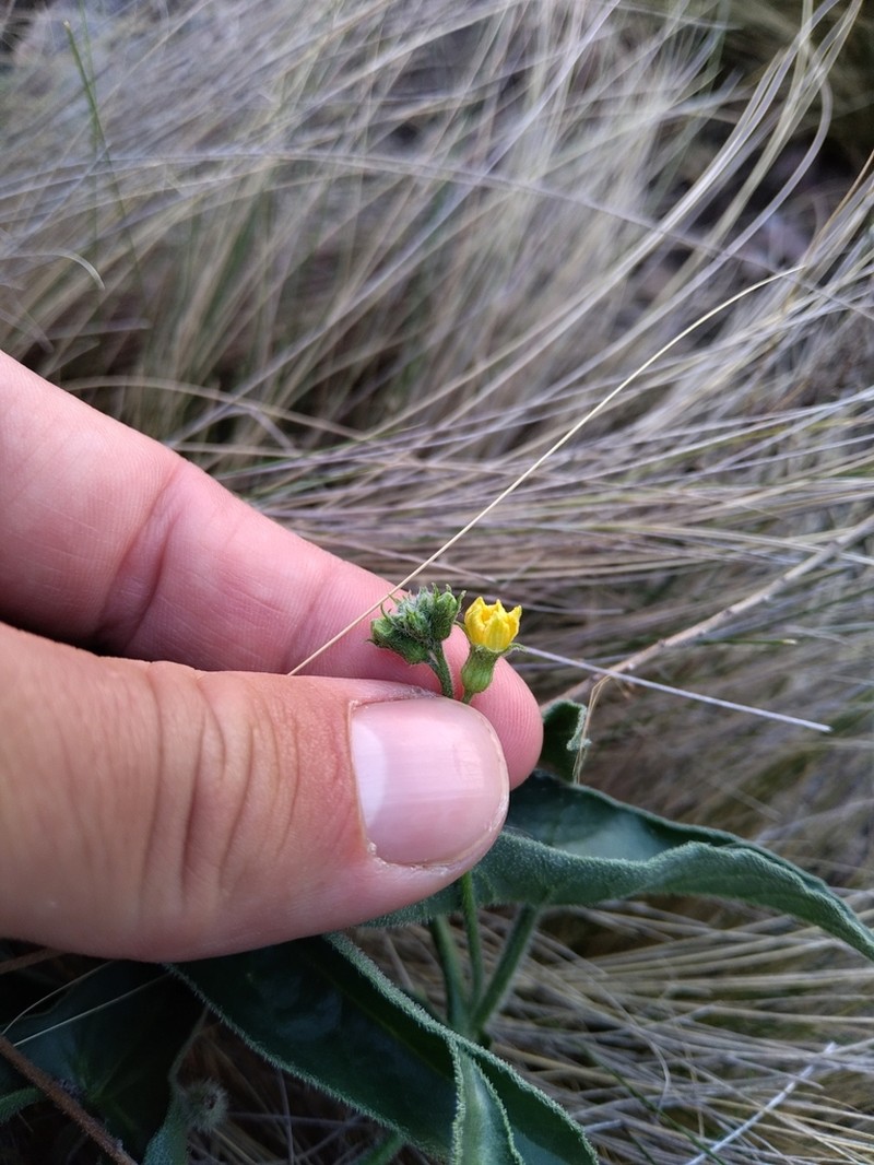 Apodanthera sagittifolia photo 8