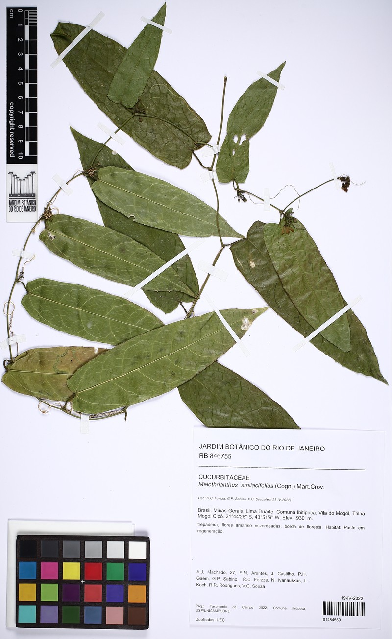 Apodanthera smilacifolia
