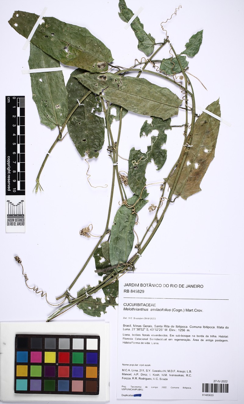 Apodanthera smilacifolia photo 2