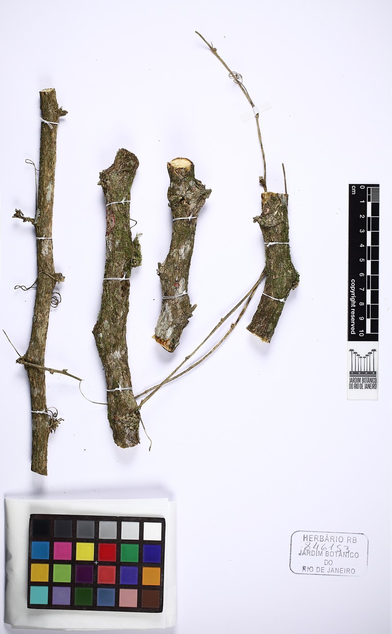 Apodanthera smilacifolia photo 3