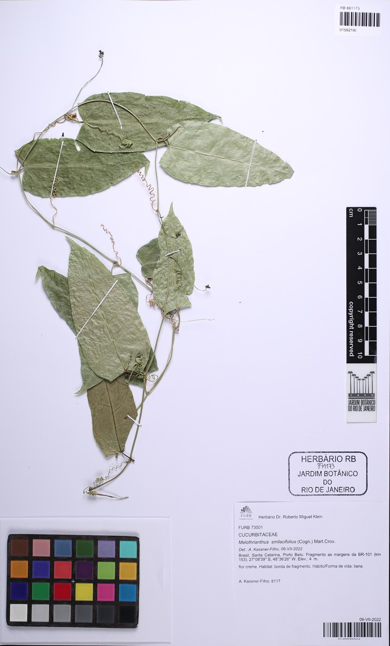 Apodanthera smilacifolia photo 4