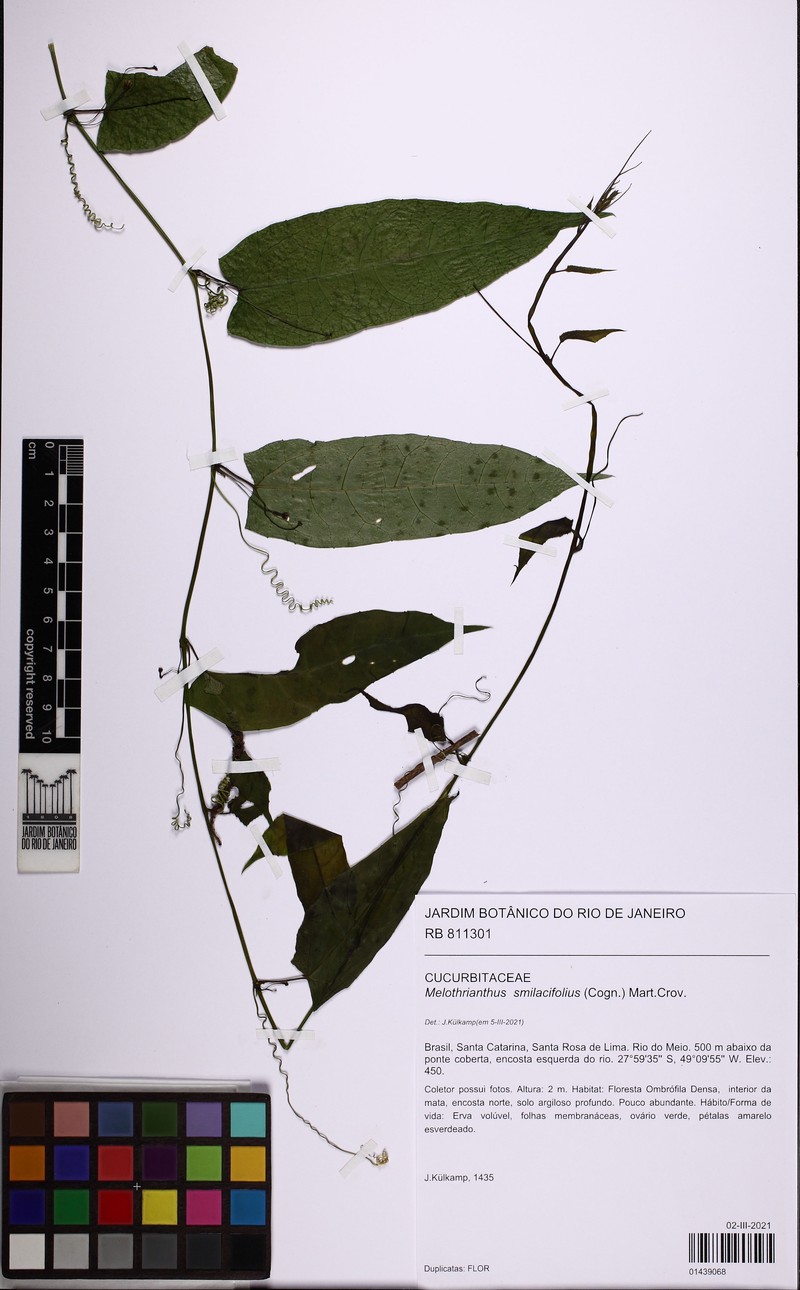 Apodanthera smilacifolia photo 5
