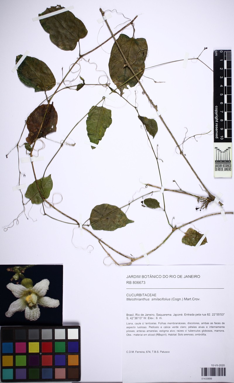 Apodanthera smilacifolia photo 6