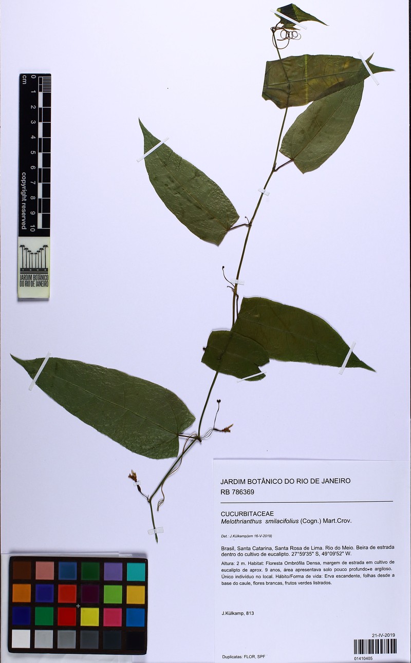 Apodanthera smilacifolia photo 7