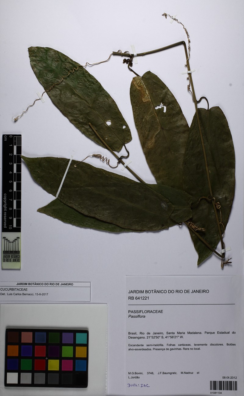 Apodanthera smilacifolia photo 8