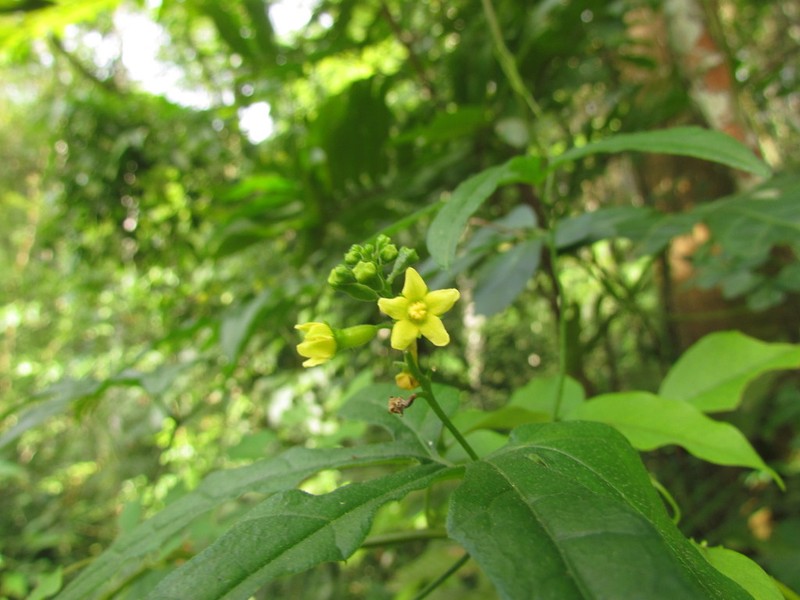 Apodanthera ulei photo 3