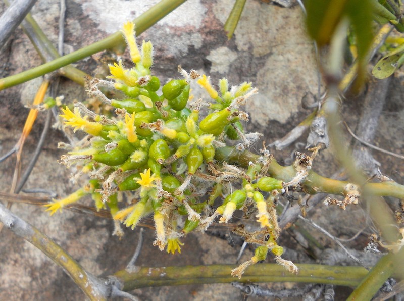 Apodanthera villosa