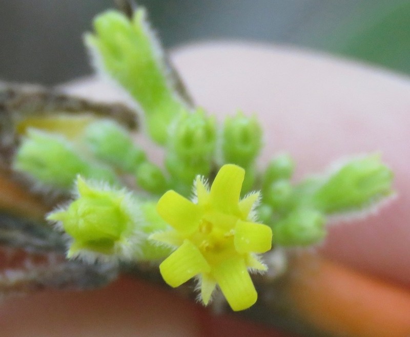 Apodanthera villosa photo 2