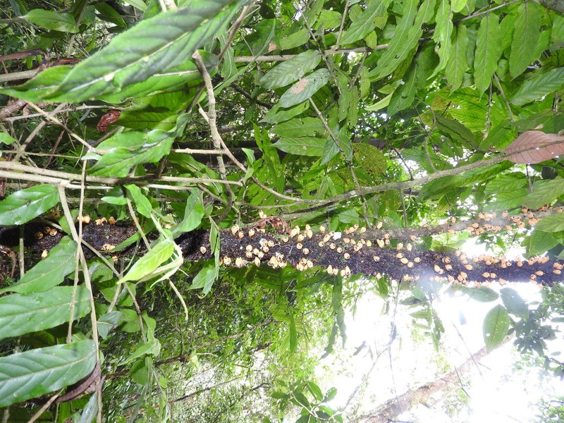 Apodanthes caseariae
