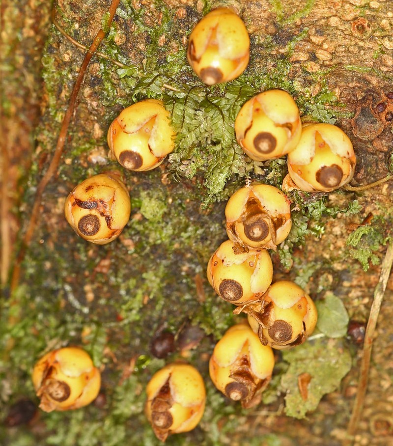 Apodanthes caseariae photo 5