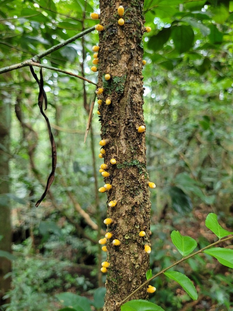 Apodanthes caseariae photo 7