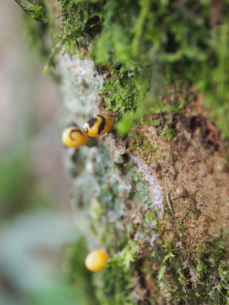 Apodanthes caseariae photo 8