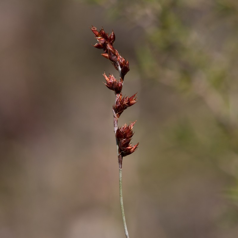 Apodasmia brownii